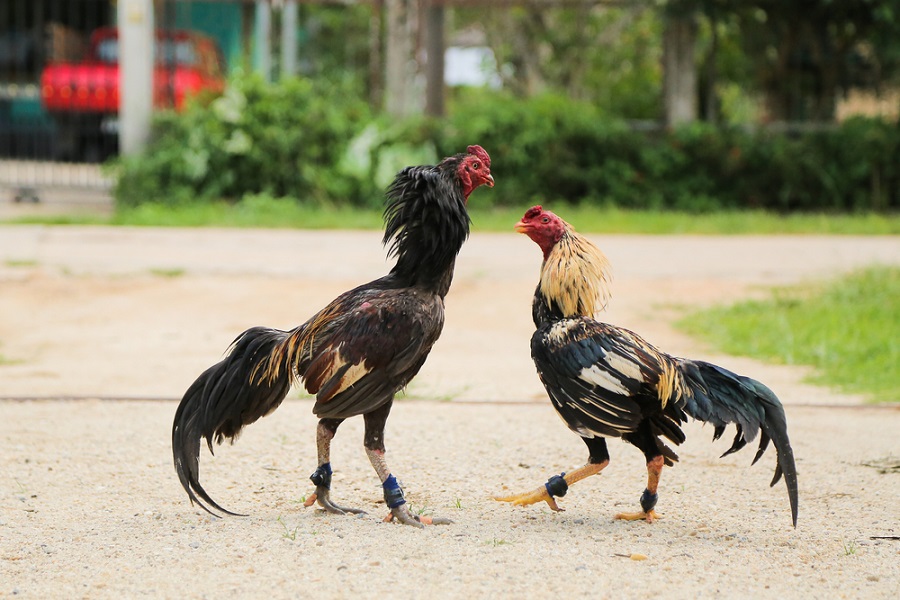 Tìm hiểu về các loại đá gà