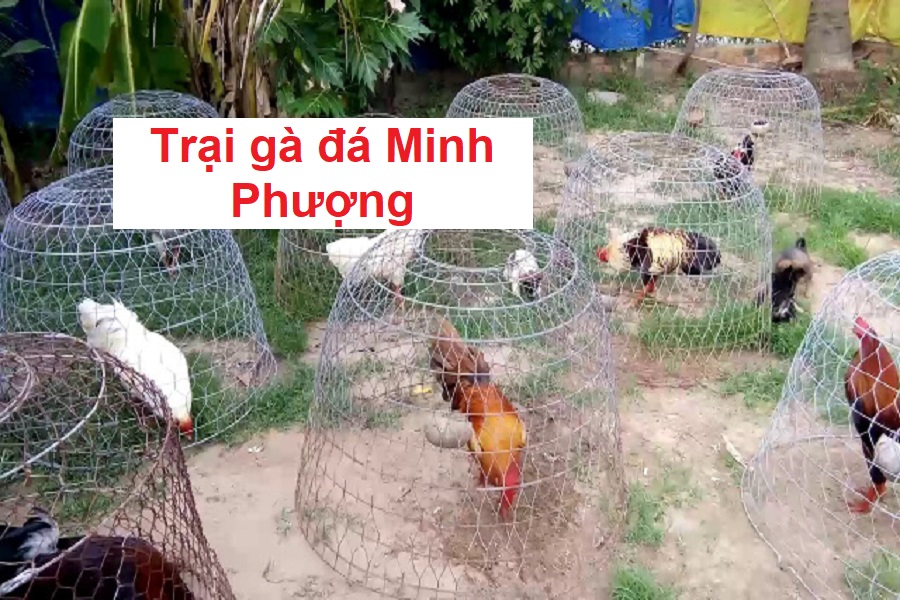 Trại gà đá Phụng Hoàng - Đồng Tháp