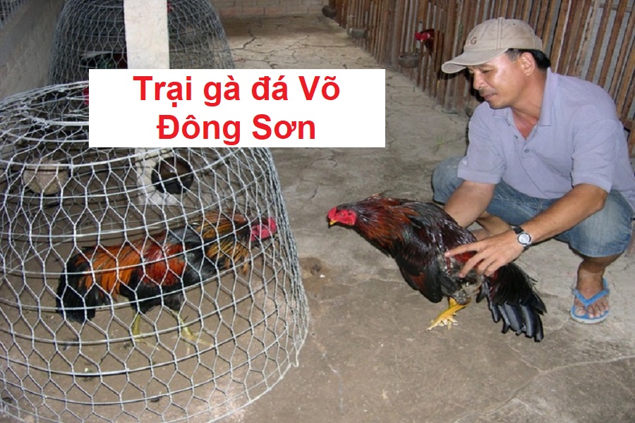 Trại gà đá Võ Đông Sơn