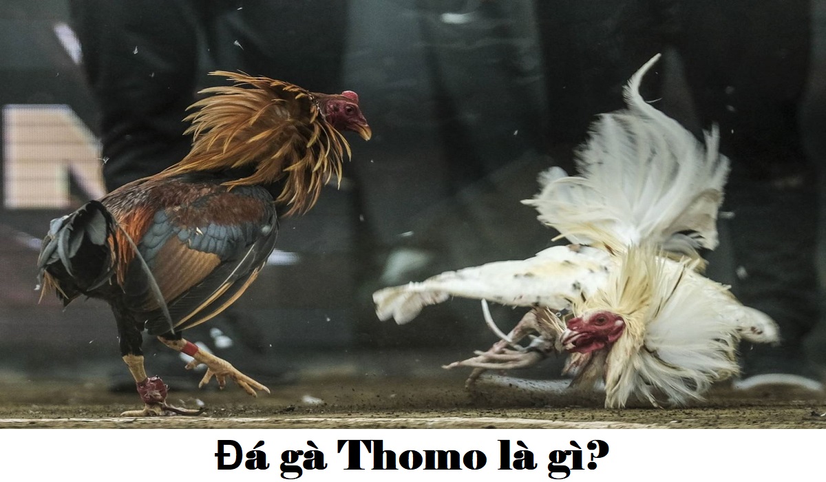 Đá gà Thomo là gì?