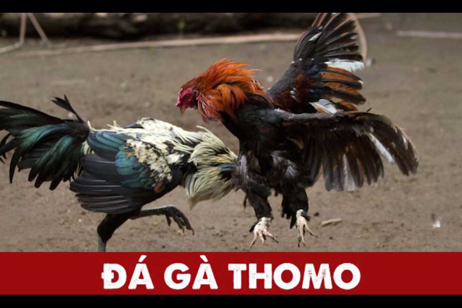 Đá gà Thomo - Trải nghiệm trực tiếp đá gà tại nhà cái uy tín