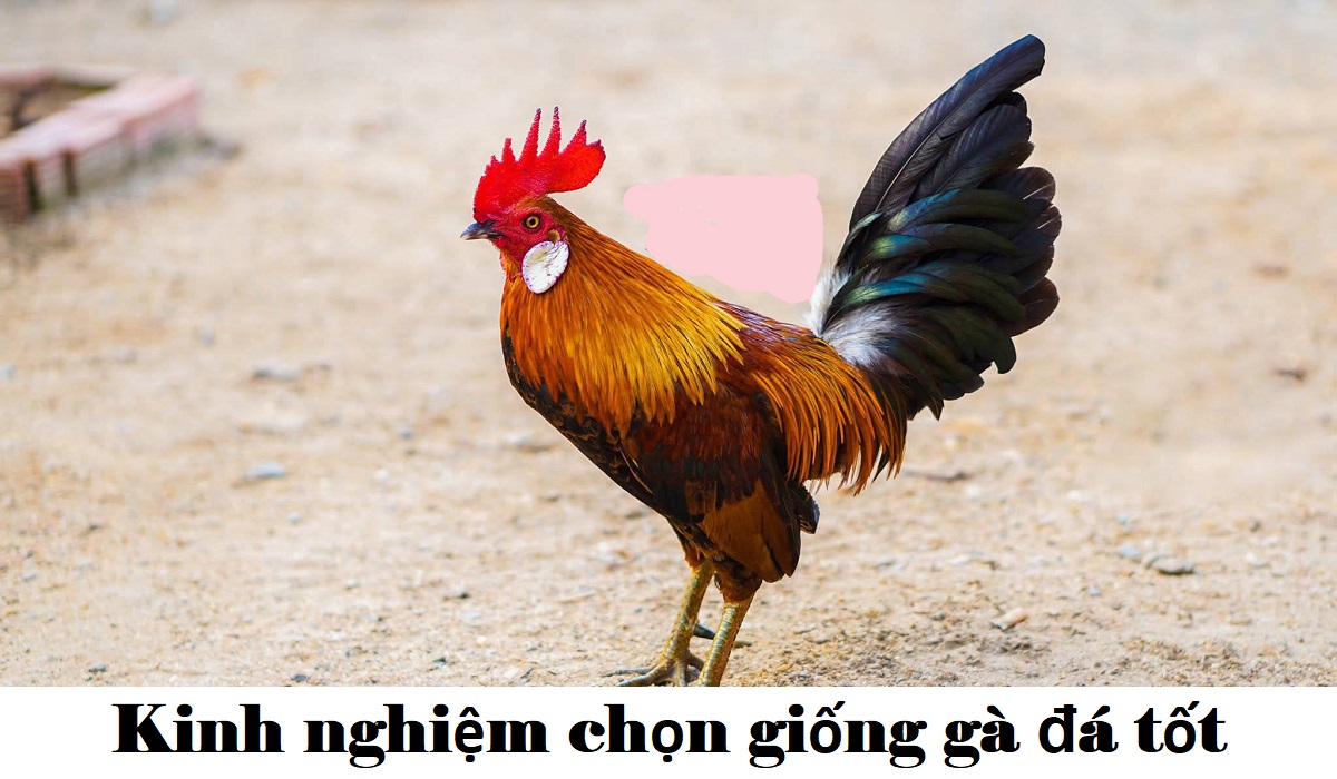 Kinh nghiệm chọn giống gà đá