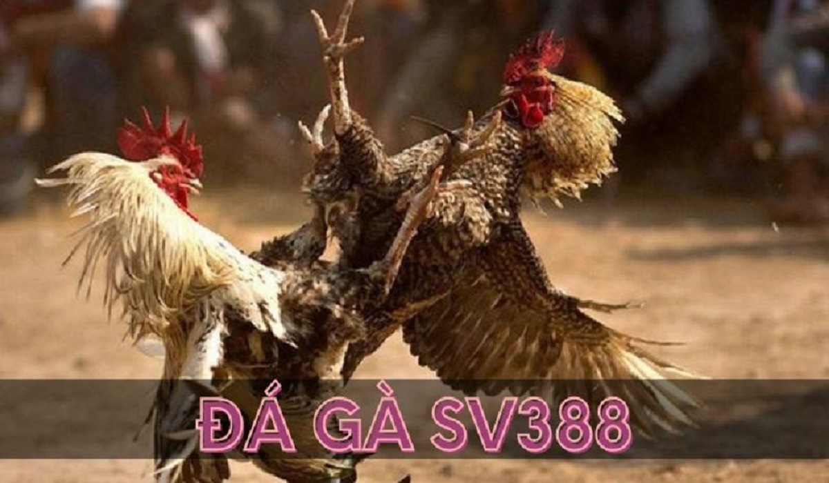 Đá gà Thomo SV388 